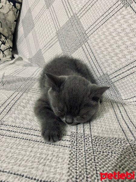 British Shorthair, Kedi  Luna fotoğrafı