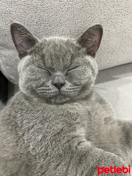 British Shorthair, Kedi  Mizu fotoğrafı