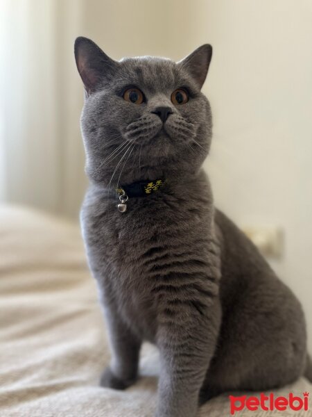 British Shorthair, Kedi  Çakıl fotoğrafı