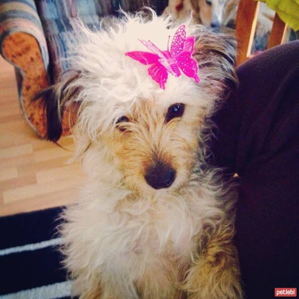 Norfolk Terrier, Köpek  lokum fotoğrafı