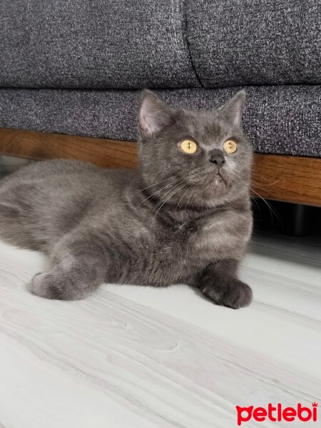 British Longhair, Kedi  Lila fotoğrafı