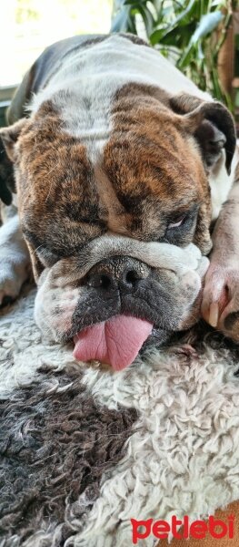 İngiliz Bulldog, Köpek  Tosbaa fotoğrafı