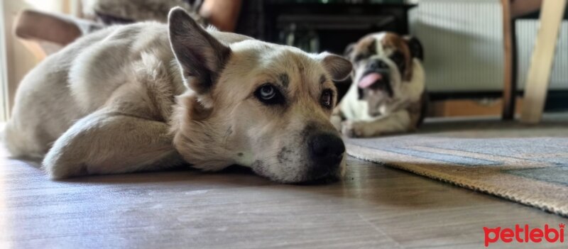 Sibirya Kurdu (Husky), Köpek  Pattes fotoğrafı