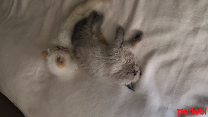 İran Kedisi (Persian), Kedi  Pepe fotoğrafı