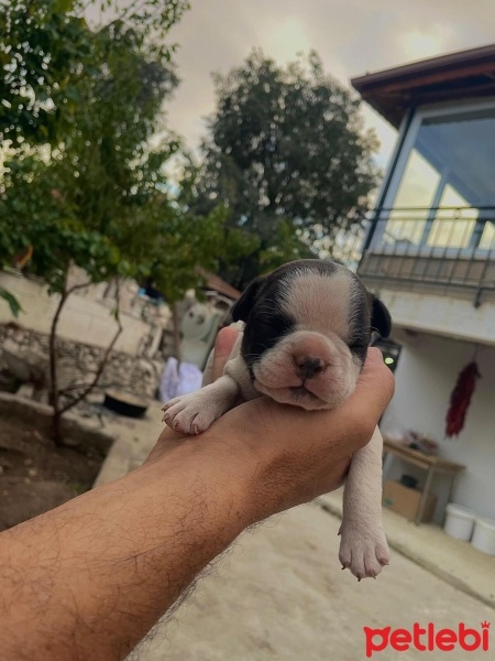 Fransız Bulldog, Köpek  İsimsiz fotoğrafı