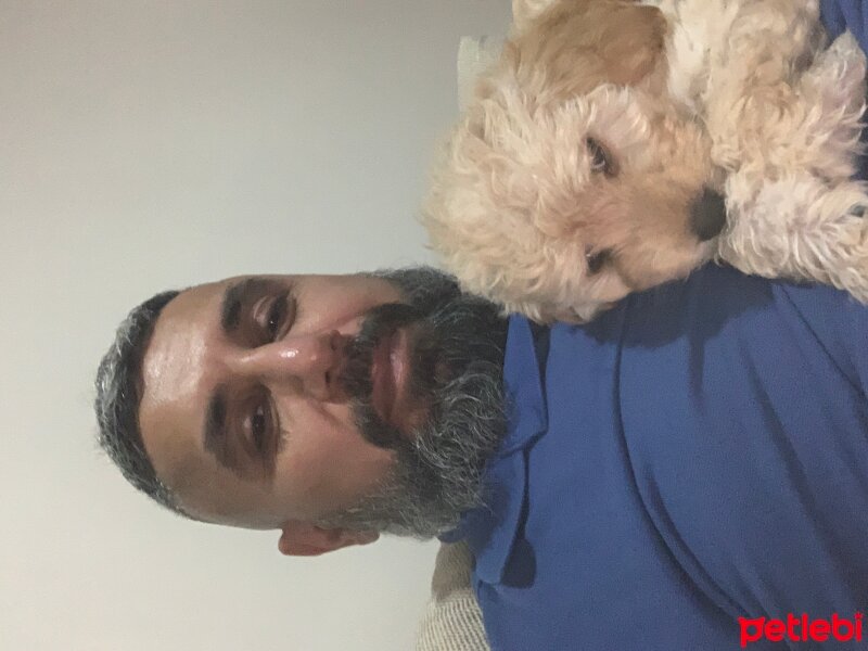 Maltese, Köpek  Mocha fotoğrafı