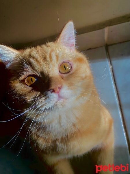 British Shorthair, Kedi  Leo fotoğrafı