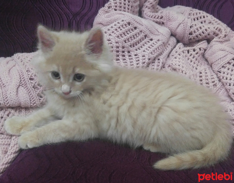 Munchkin, Kedi  Pıspıs fotoğrafı