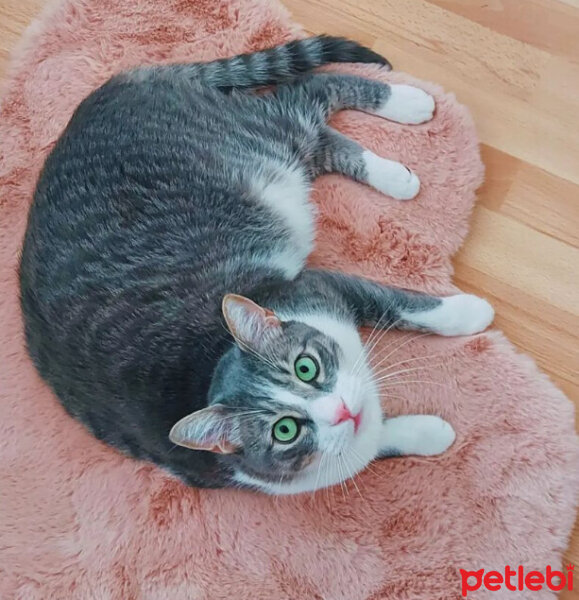 Tekir Kedi, Kedi  Duman fotoğrafı