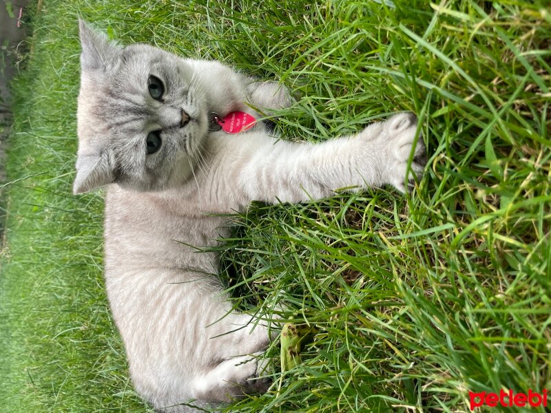 British Shorthair, Kedi  Pamuk fotoğrafı