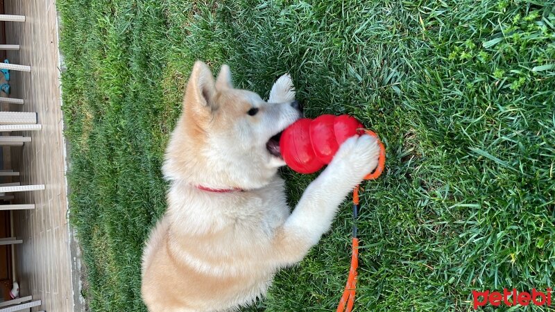 Akita İnu, Köpek  Kaksi fotoğrafı