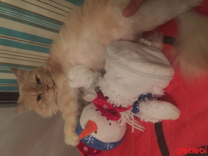 İran Kedisi (Persian), Kedi  Scylla fotoğrafı