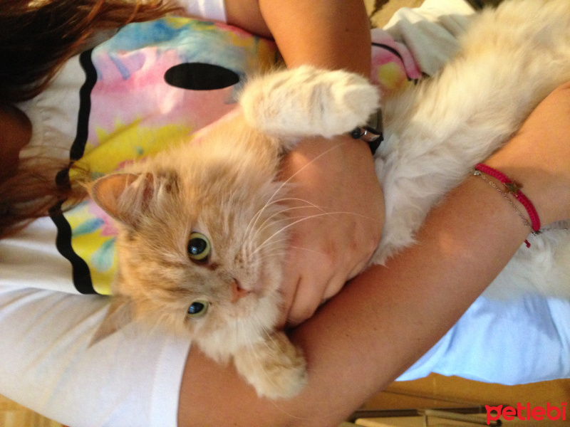 İran Kedisi (Persian), Kedi  Scylla fotoğrafı