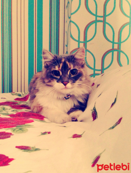 İran Kedisi (Persian), Kedi  Scylla fotoğrafı