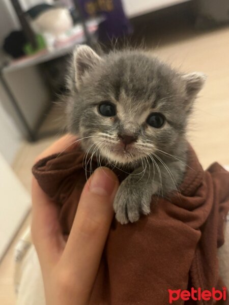 Tekir Kedi, Kedi  mercimek fotoğrafı