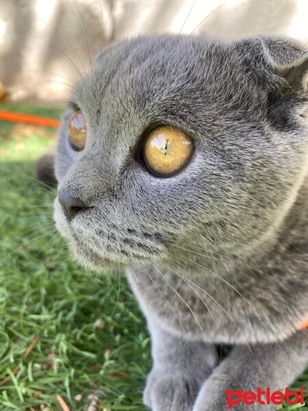 Scottish Fold, Kedi  Duman fotoğrafı