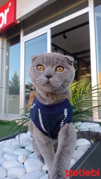 Scottish Fold, Kedi  Duman fotoğrafı