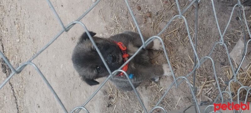 Kangal, Köpek  Hera fotoğrafı