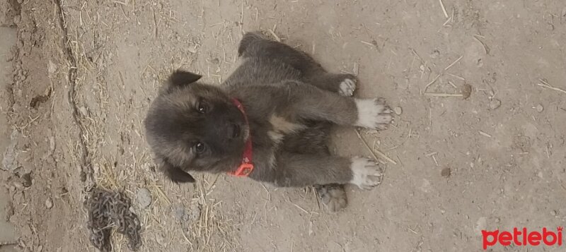 Kangal, Köpek  Hera fotoğrafı