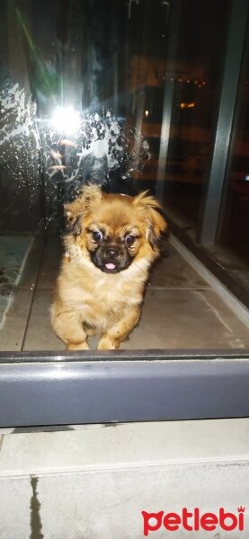 Pekingese, Köpek  Dexter fotoğrafı