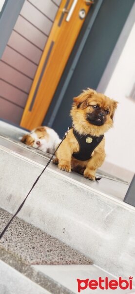 Pekingese, Köpek  Dexter fotoğrafı