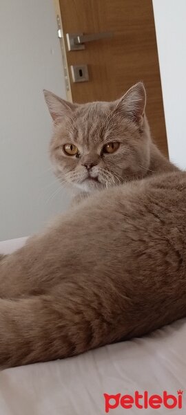 British Shorthair, Kedi  duman fotoğrafı