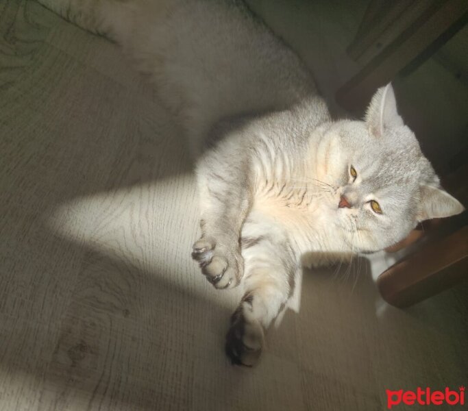 British Shorthair, Kedi  Leo fotoğrafı