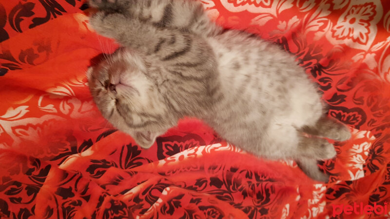 Scottish Fold, Kedi  duman fotoğrafı