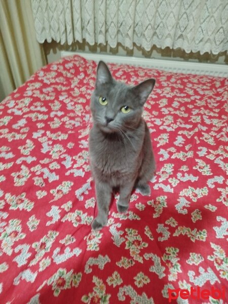 Mavi Rus, Kedi  Duman fotoğrafı