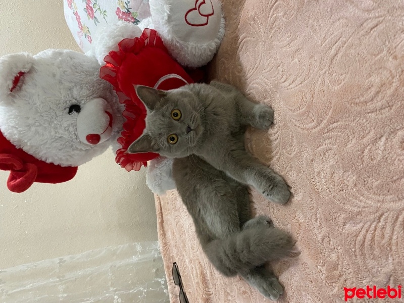British Shorthair, Kedi  Lina fotoğrafı
