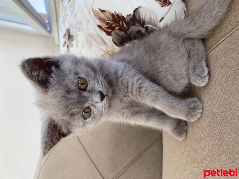 British Shorthair, Kedi  Lina fotoğrafı