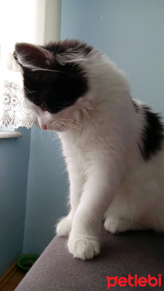Tekir Kedi, Kedi  Prenses fotoğrafı