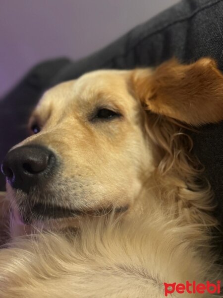 Golden Retriever, Köpek  Alice fotoğrafı