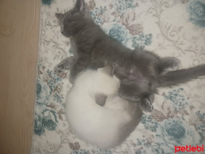 British Shorthair, Kedi  Oreo ve Bulut fotoğrafı