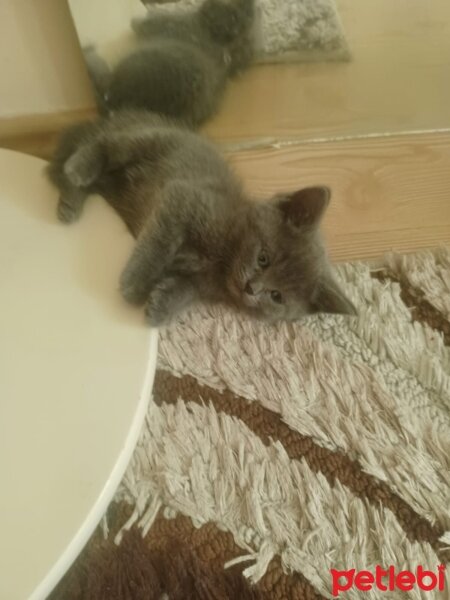 British Shorthair, Kedi  Oreo ve Bulut fotoğrafı