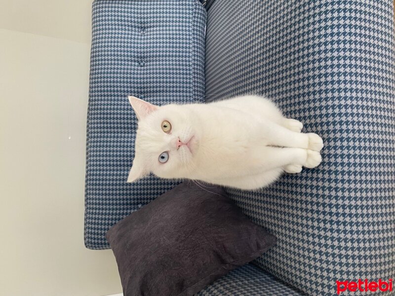 British Shorthair, Kedi  Mios fotoğrafı