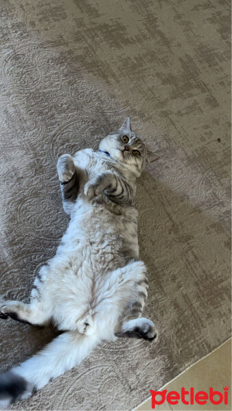 British Shorthair, Kedi  Duman fotoğrafı