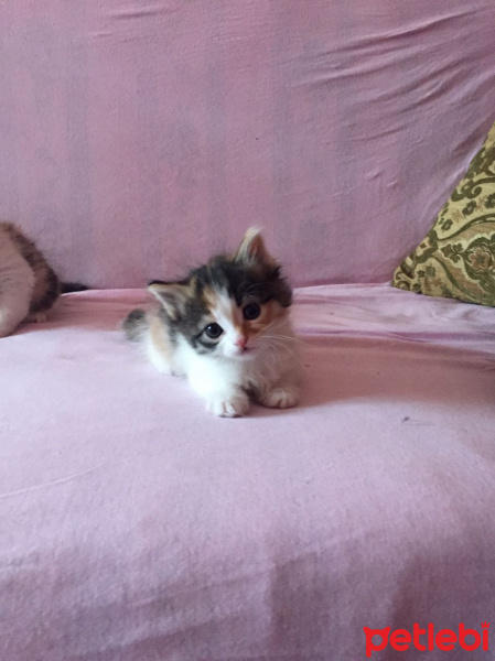 Tekir Kedi, Kedi  Karamel fotoğrafı