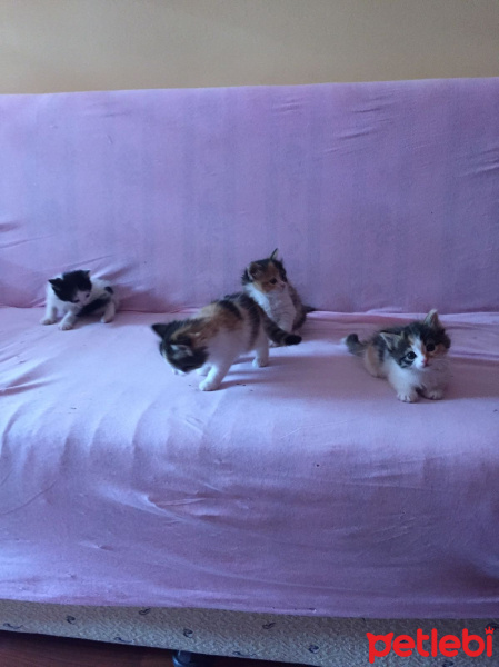Tekir Kedi, Kedi  Karamel fotoğrafı