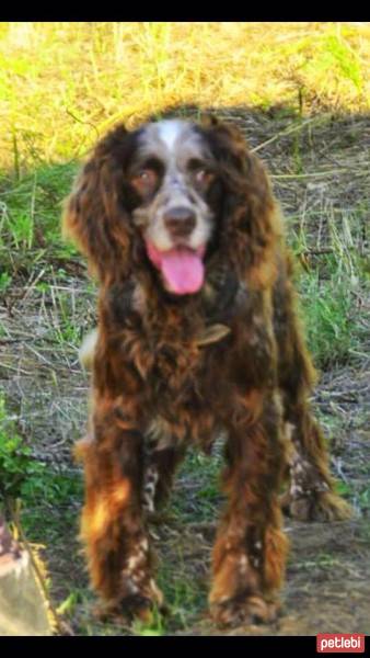 İngiliz Setter, Köpek  Lucky fotoğrafı