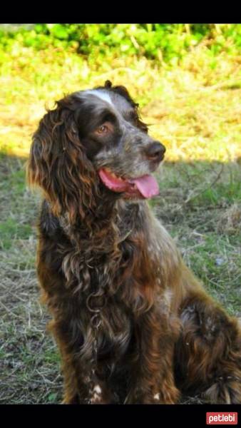 İngiliz Setter, Köpek  Lucky fotoğrafı