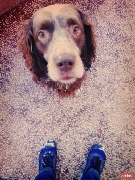 İngiliz Setter, Köpek  Lucky fotoğrafı