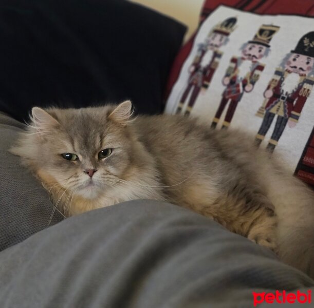 British Longhair, Kedi  Prenses fotoğrafı