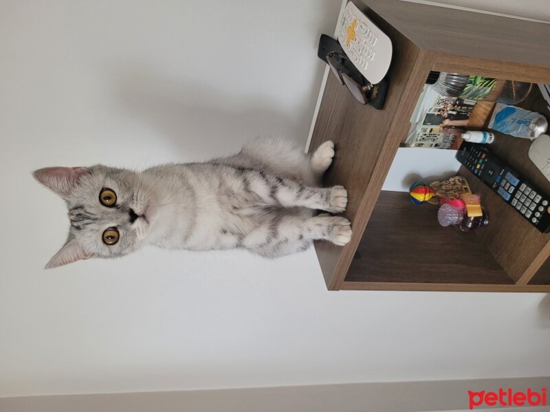 British Shorthair, Kedi  Silver fotoğrafı