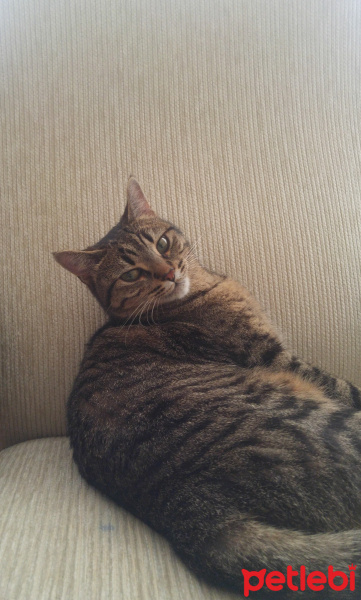 Tekir Kedi, Kedi  Şans fotoğrafı