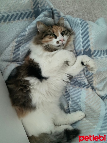 Tekir Kedi, Kedi  Tarçın fotoğrafı