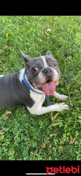 Fransız Bulldog, Köpek  Öpçe fotoğrafı