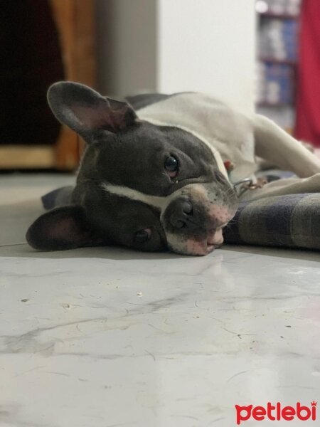 Fransız Bulldog, Köpek  Öpçe fotoğrafı