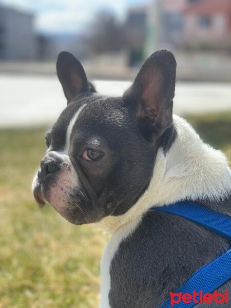 Fransız Bulldog, Köpek  Öpçe fotoğrafı