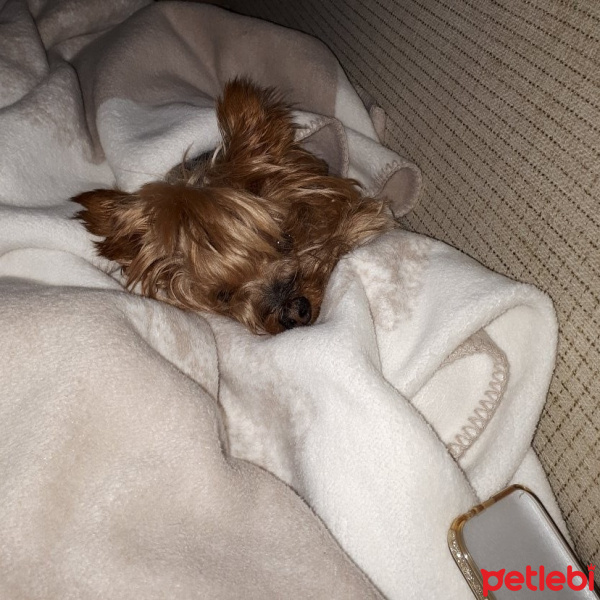 Yorkshire Terrier, Köpek  Prenses fotoğrafı